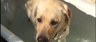 <a href="http://care4dogs.at/charlie-in-der-outdoor-badewanne">>>> Video: Charlie in der Outdoor-Badewanne</a>
