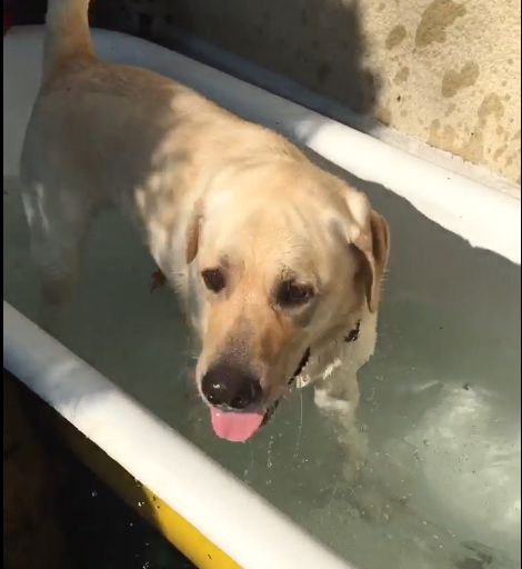 <a href="http://care4dogs.at/charlie-in-der-outdoor-badewanne">>>> Video: Charlie in der Outdoor-Badewanne</a>